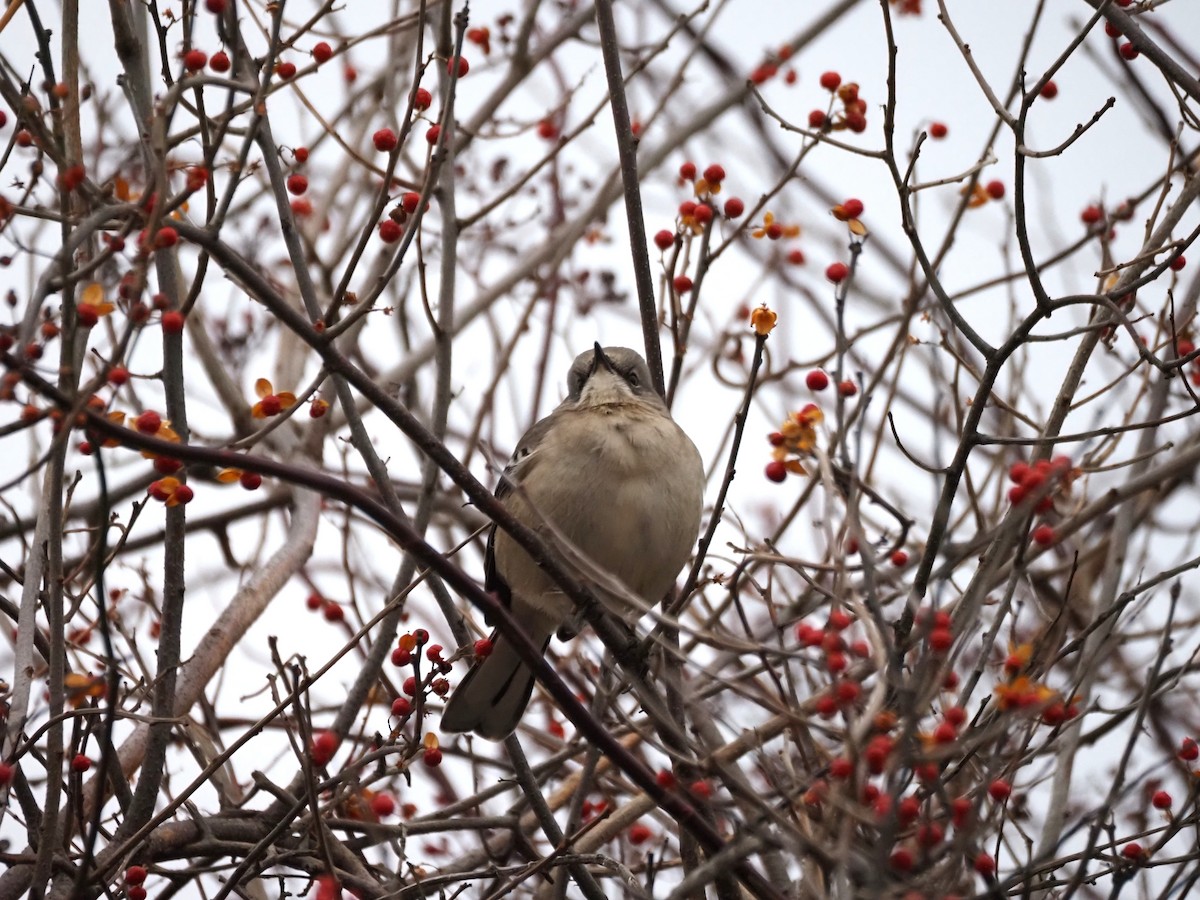 Northern Mockingbird - ML646302331