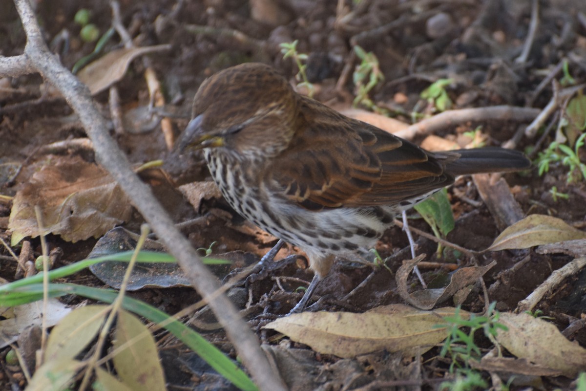 Cape Sparrow - ML646302333