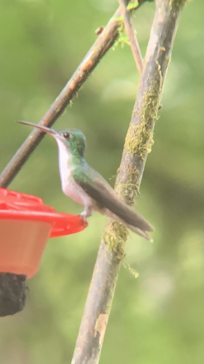 Andean Emerald - ML646302334