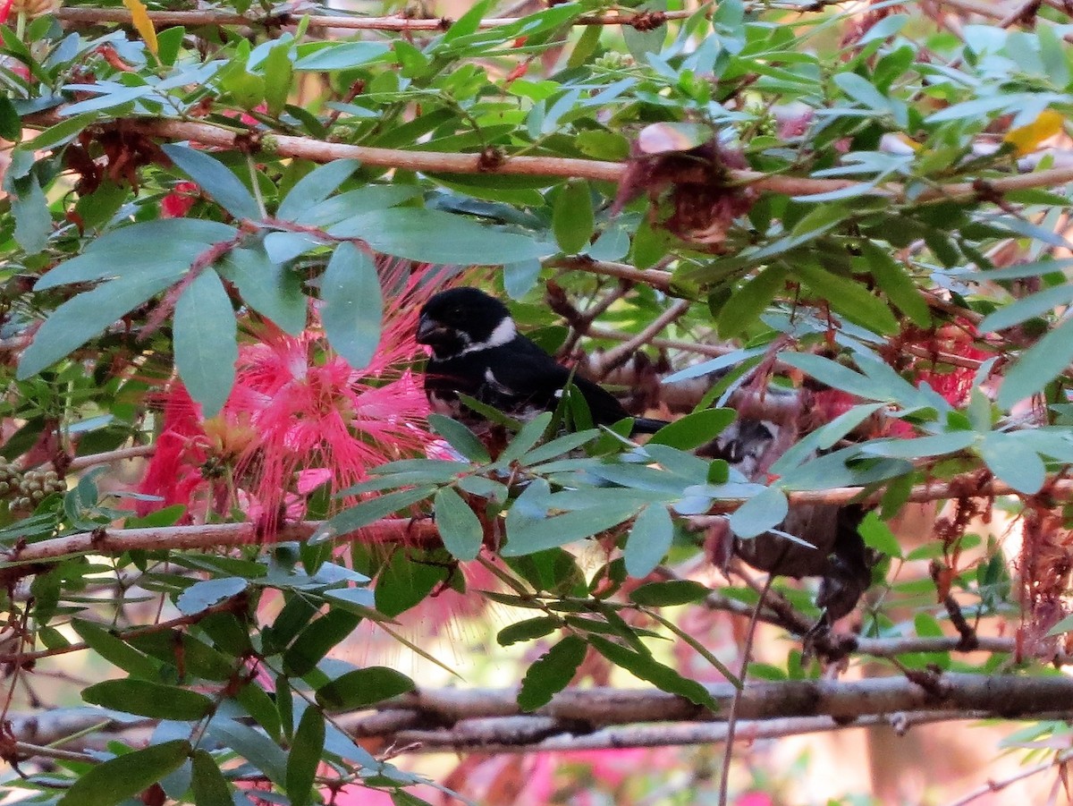 Variable Seedeater - ML646302335