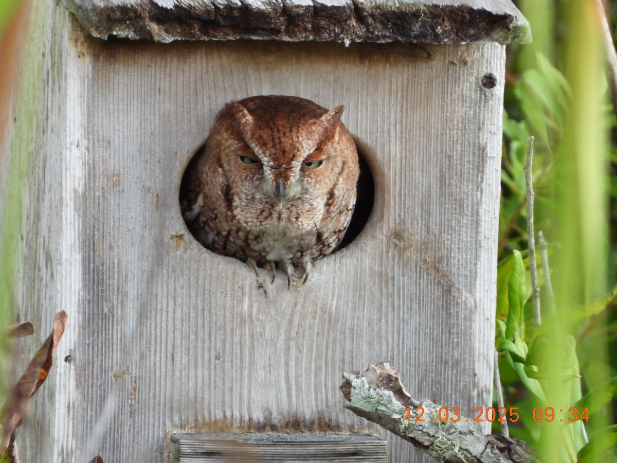 Eastern Screech-Owl - ML646302336