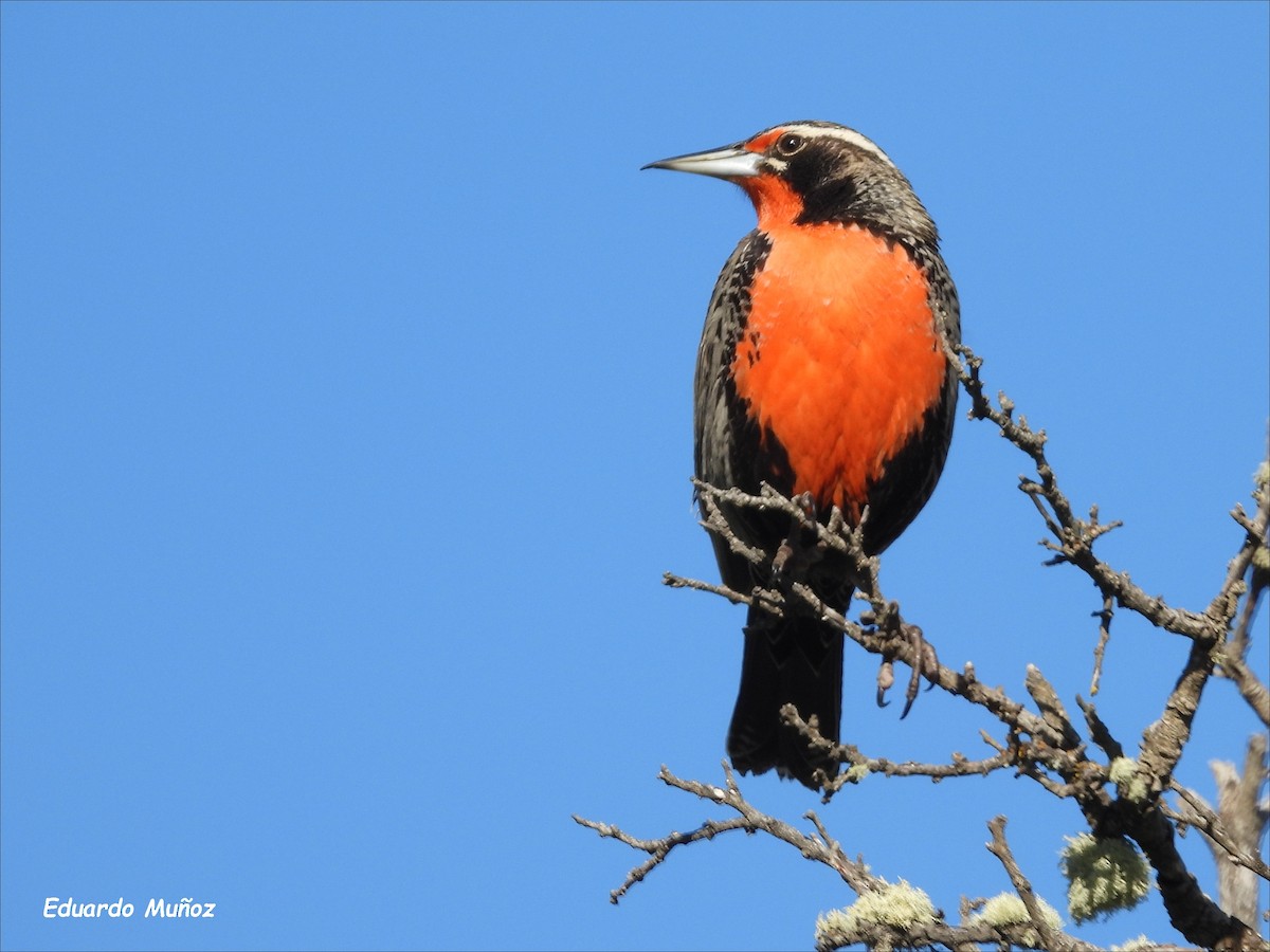 Long-tailed Meadowlark - ML646302337