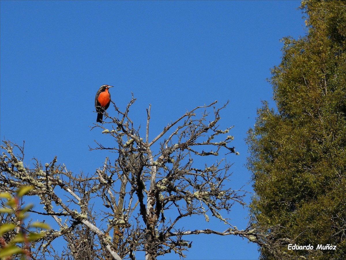 Long-tailed Meadowlark - ML646302338
