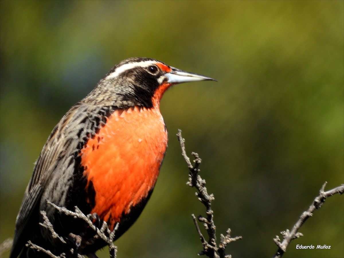 Langschwanzstärling - ML646302339