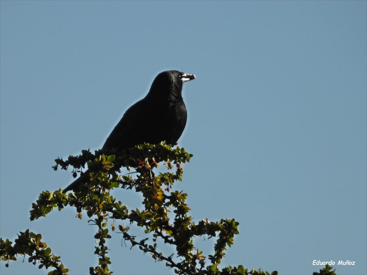 Strichelkopfstärling - ML646302350