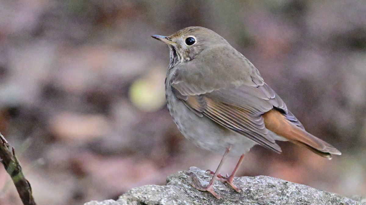 קיכלי חלוד-זנב - ML646302356