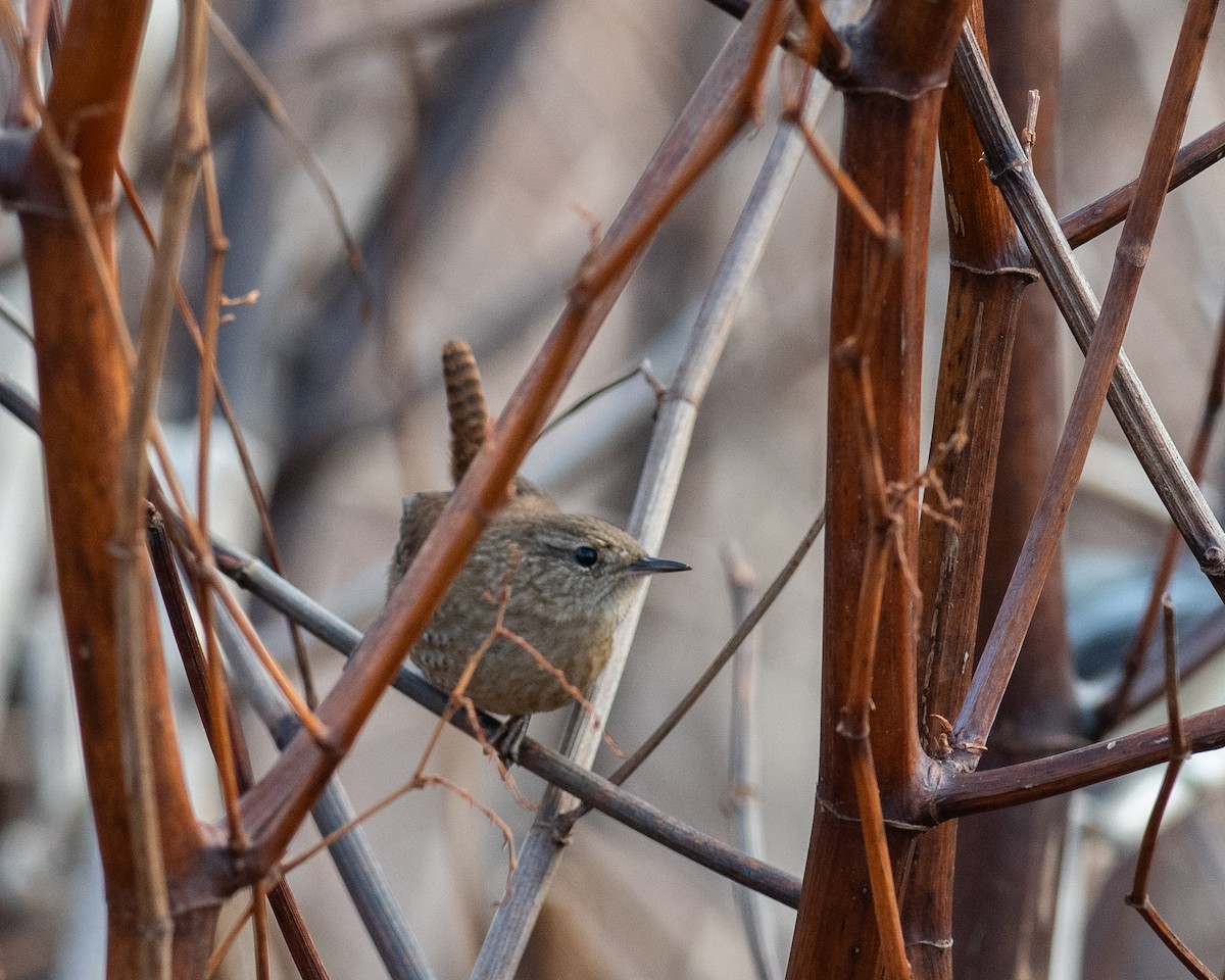 フユミソサザイ - ML646302358