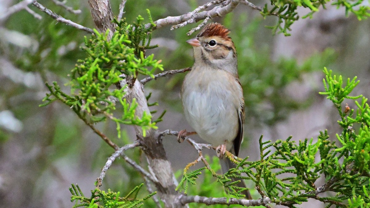 Chipping Sparrow - ML646302360