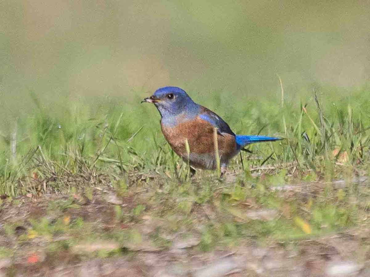 Western Bluebird - ML646302361