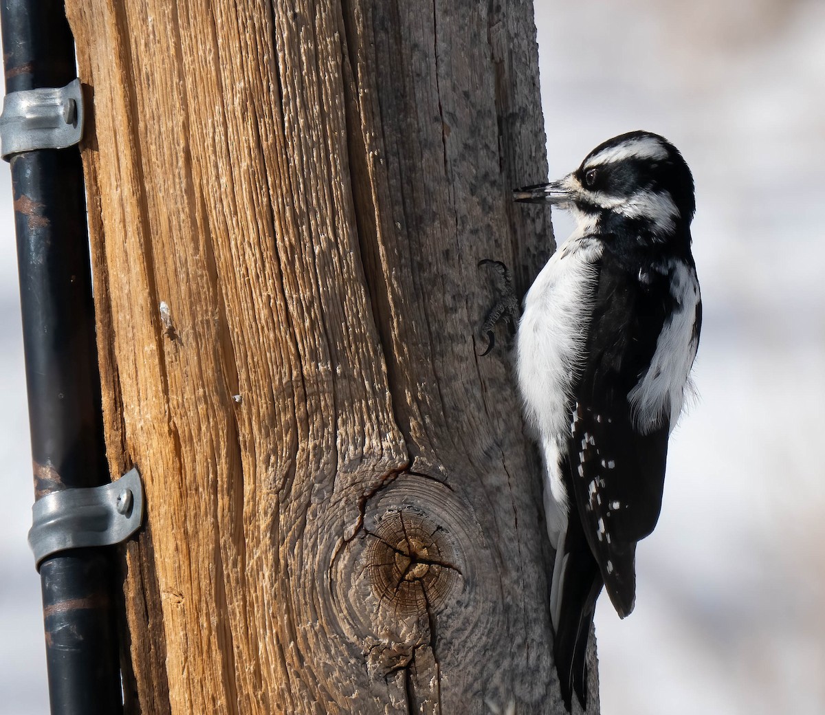 Hairy Woodpecker - ML646302362