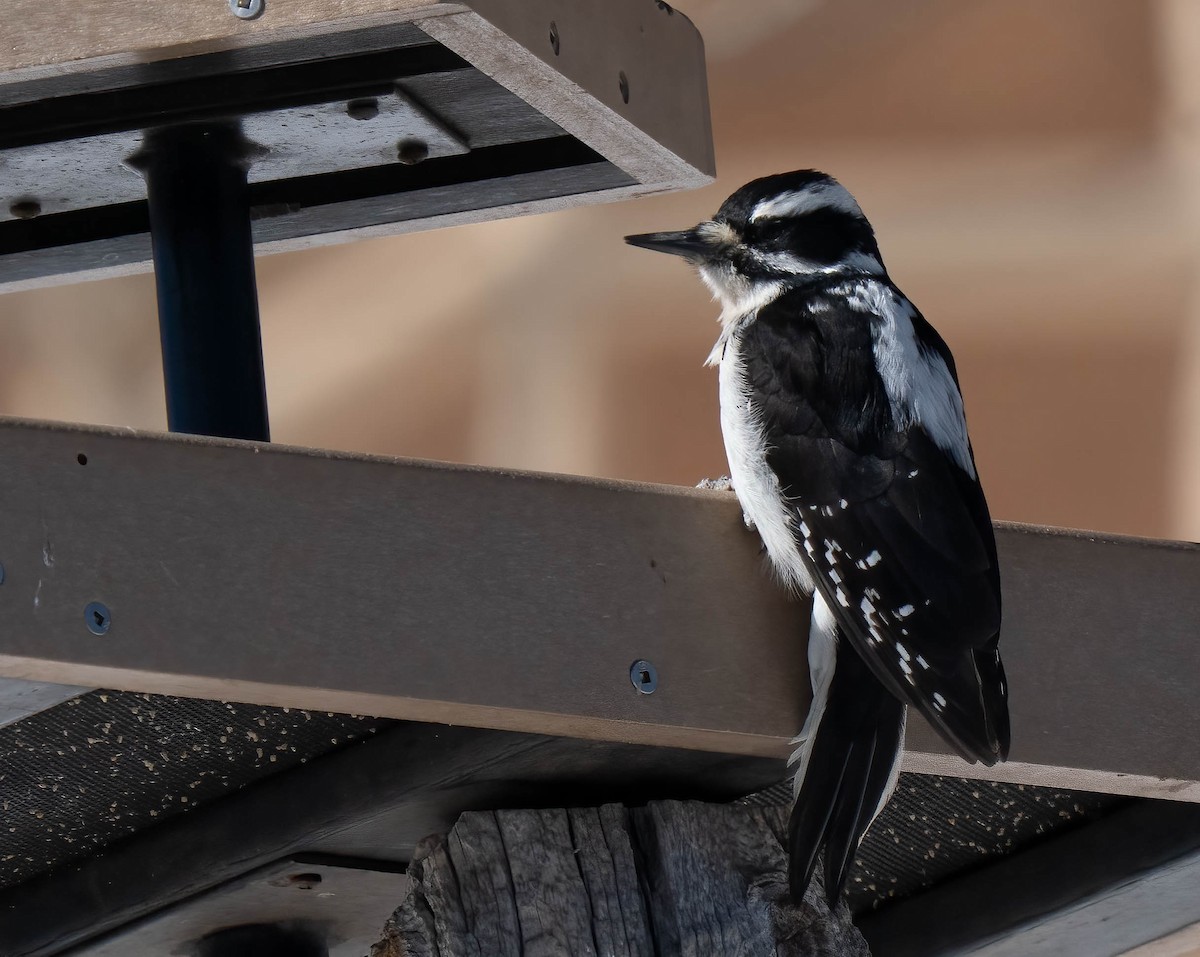 Hairy Woodpecker - ML646302364