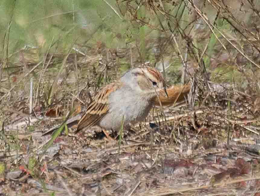 Chipping Sparrow - ML646302365