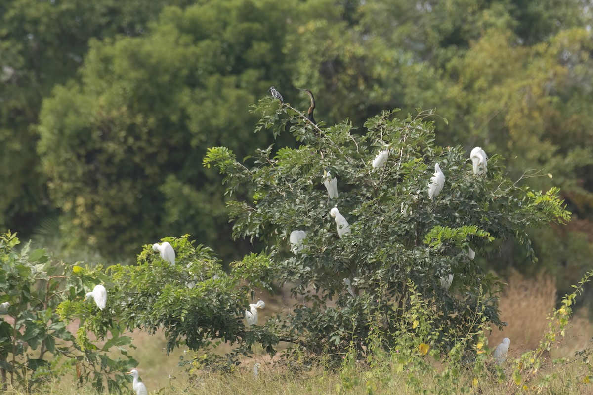 afrikaslangehals - ML646302368