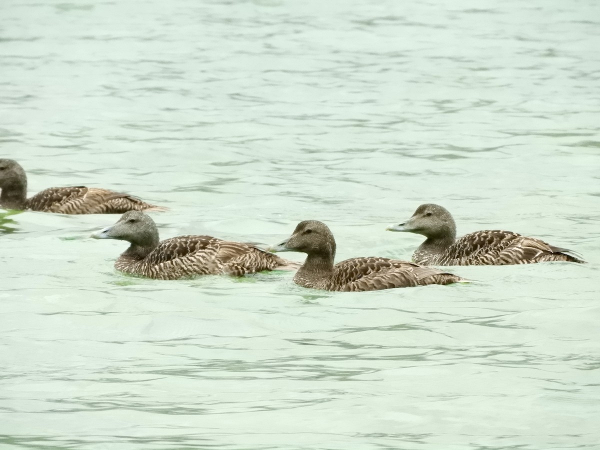Common Eider - ML646302371