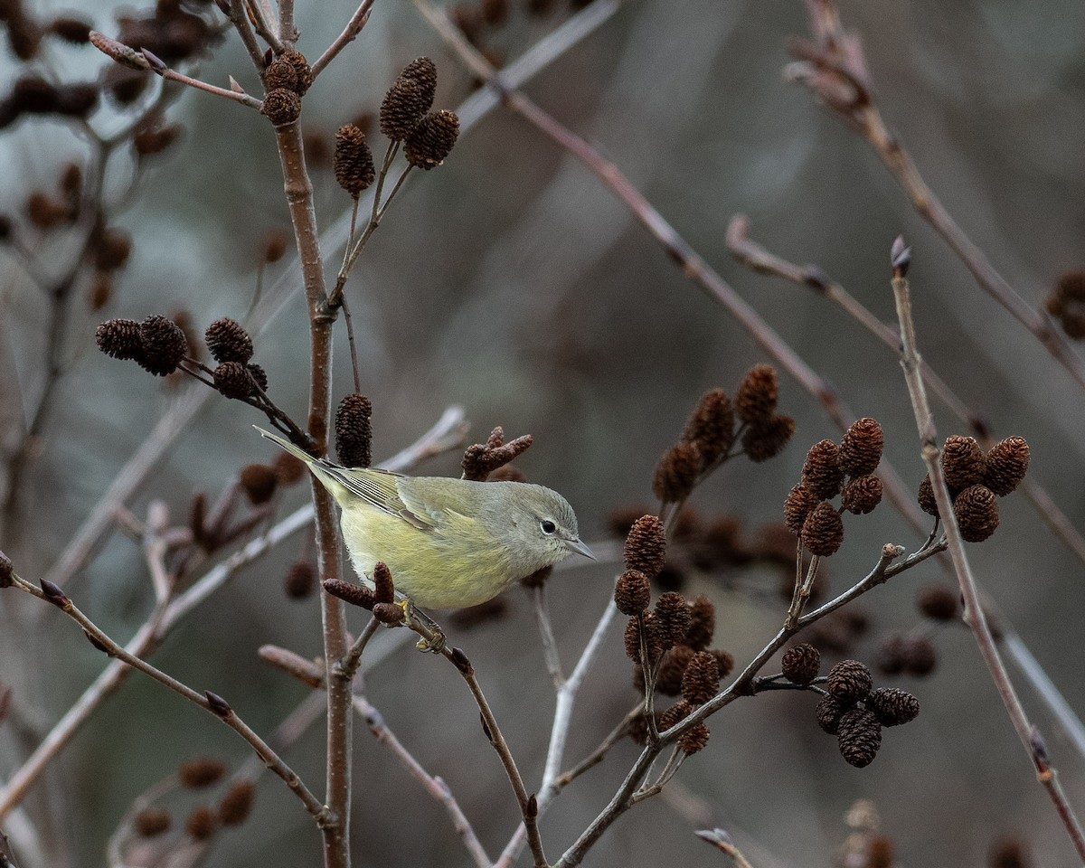 oransjekroneparula - ML646302374