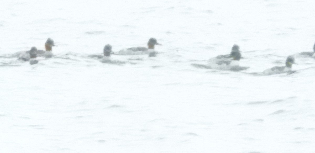 laksand - ML646302376