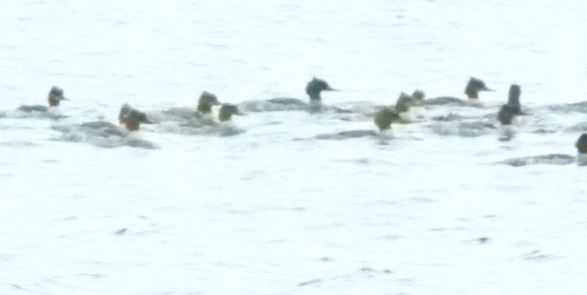 laksand - ML646302377