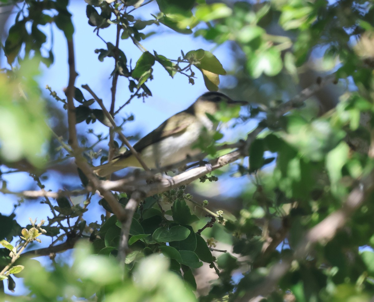 rødøyevireo - ML646302382