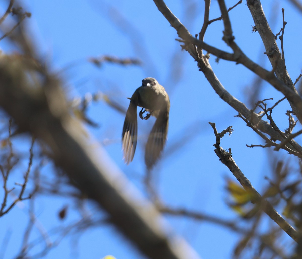 Kızıl Gözlü Vireo - ML646302384