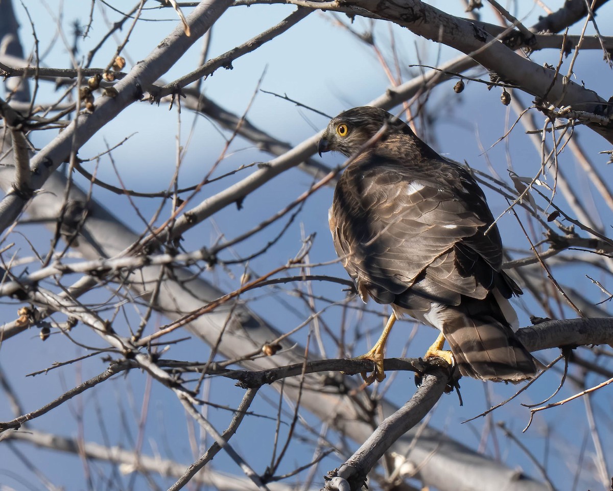 parulahauk - ML646302385