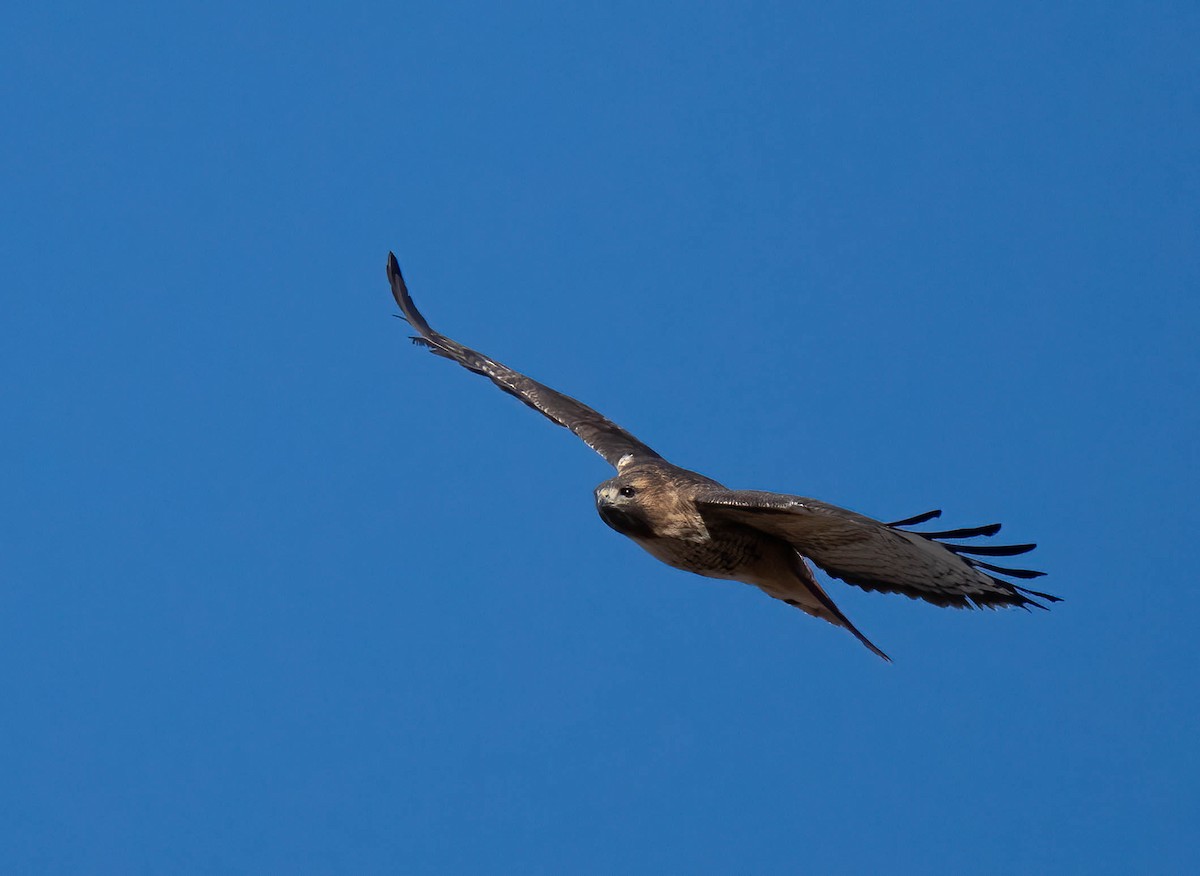 rødstjertvåk (calurus/alascensis) - ML646302389