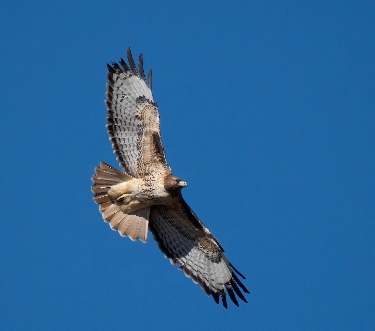 rødstjertvåk (calurus/alascensis) - ML646302390