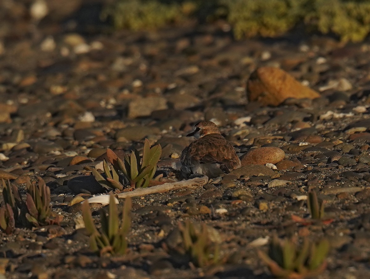 svartkronelo - ML646302392