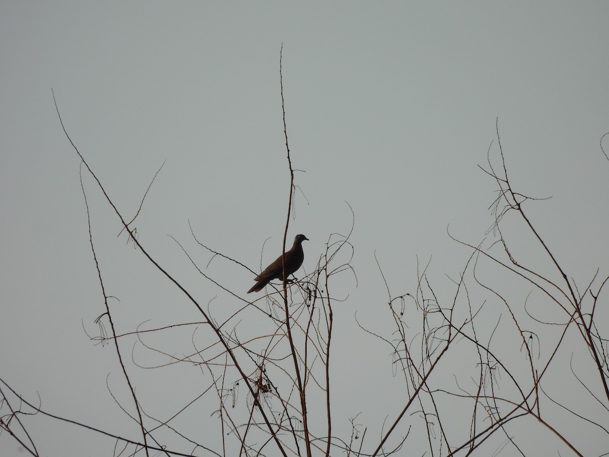 kajennedue - ML646302394