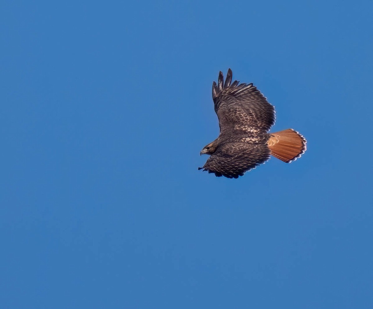 rødstjertvåk (calurus/alascensis) - ML646302397