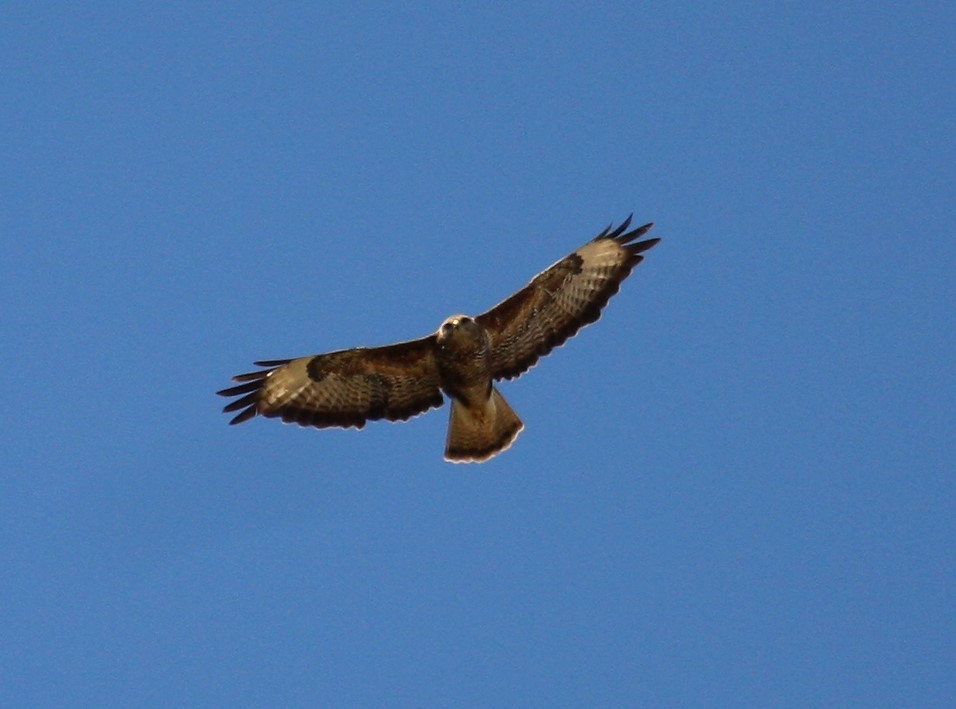 musvåk - ML646302399