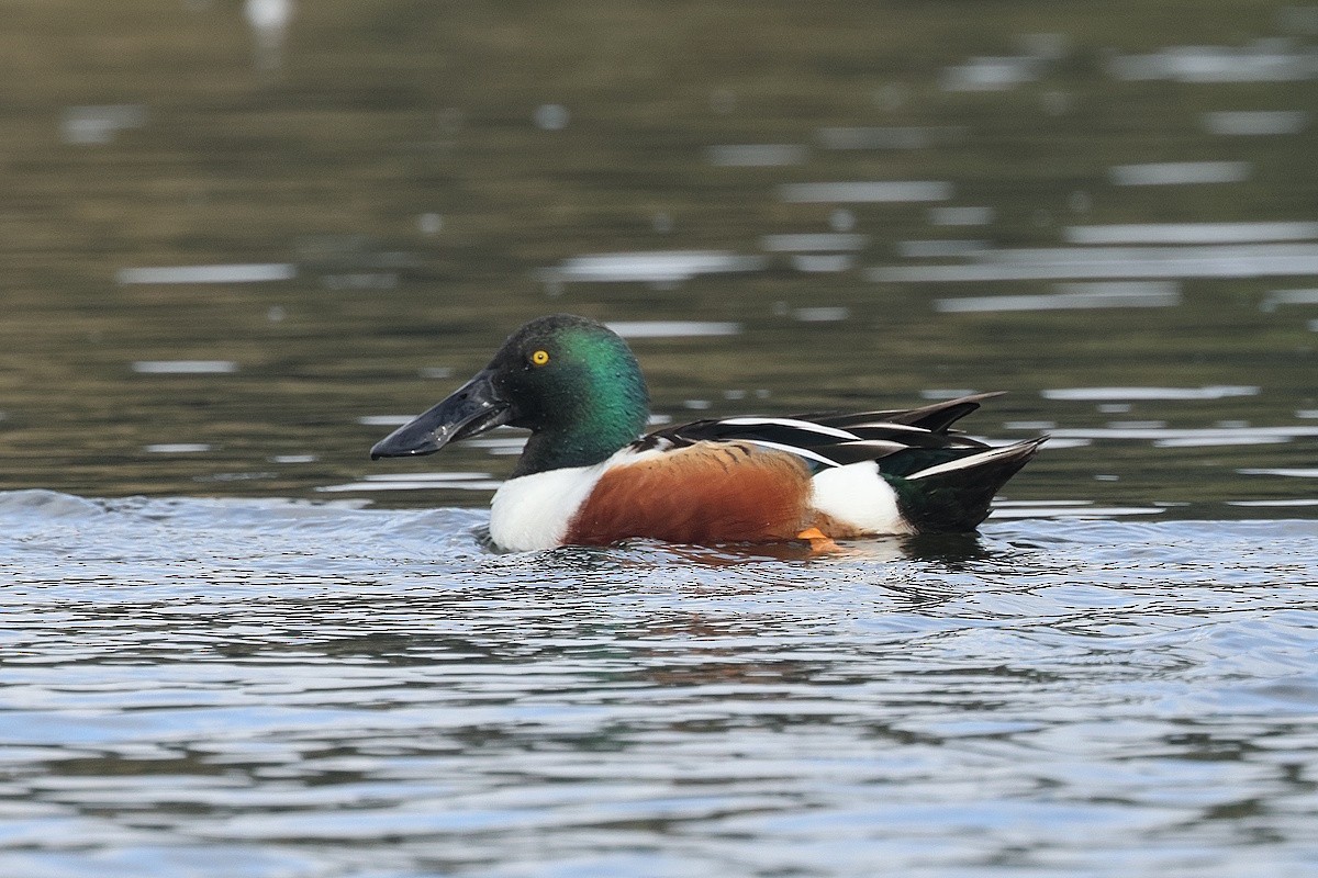 skjeand - ML646302400