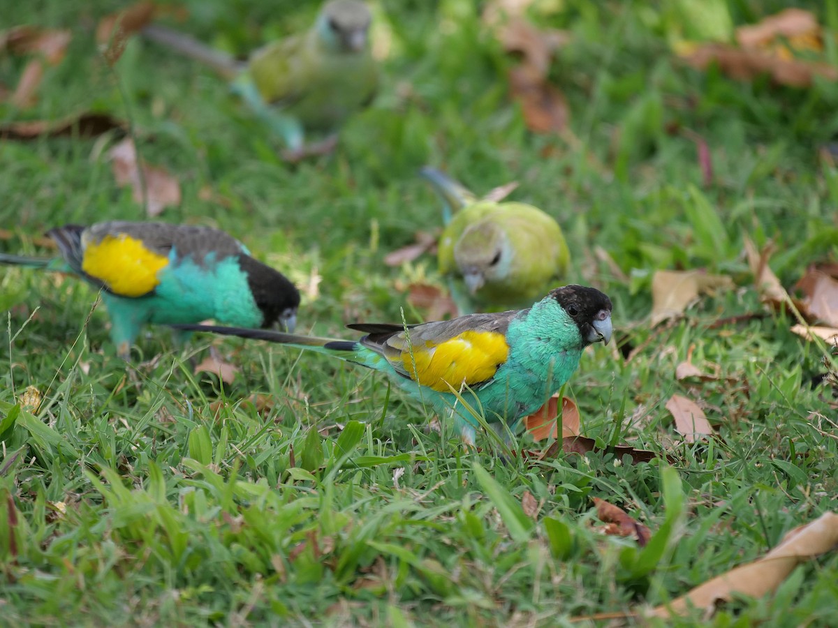 Perruche à capuchon noir - ML646302407