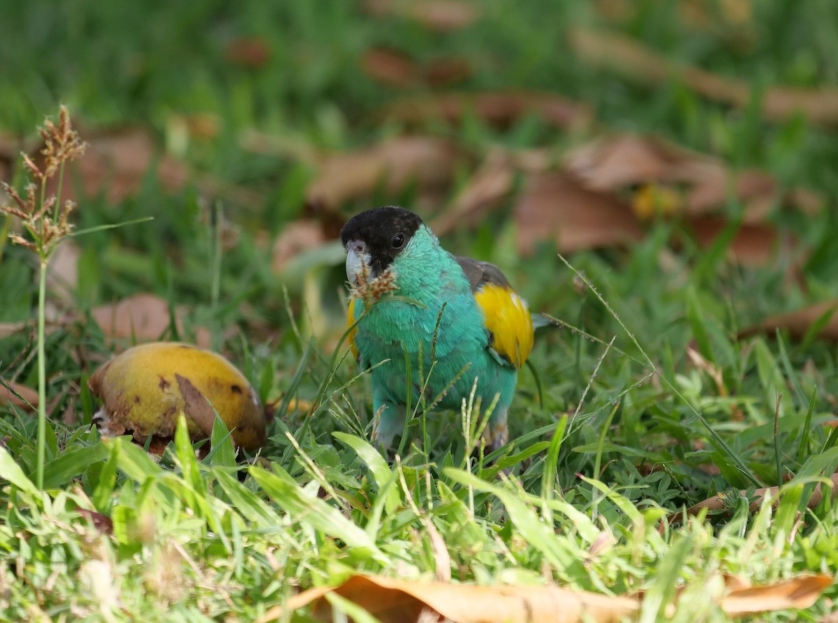 Perruche à capuchon noir - ML646302408