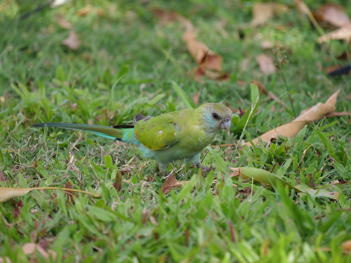 Perruche à capuchon noir - ML646302409