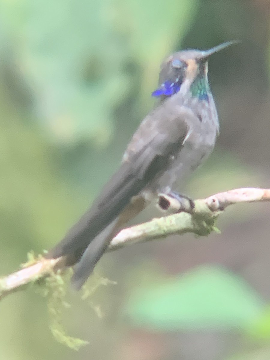 Brown Violetear - ML646302411