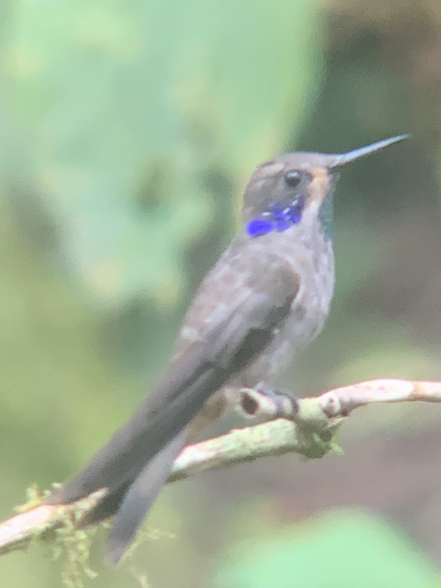 Brown Violetear - ML646302412