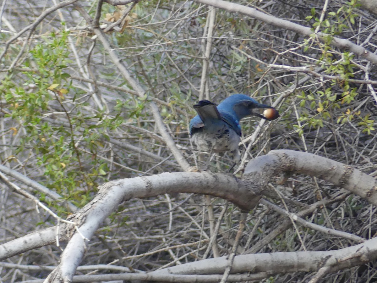 Woodhouse's Scrub-Jay - ML646302418