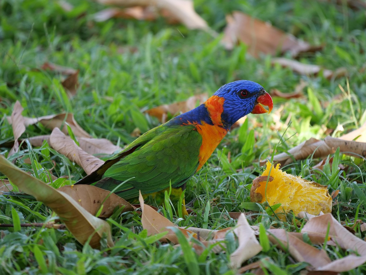 Red-collared Lorikeet - ML646302419