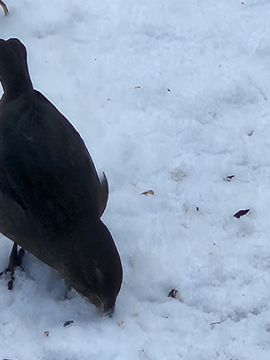 Brown-headed Cowbird - ML646302420