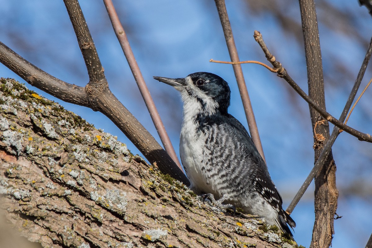 Black-backed Woodpecker - ML646302422