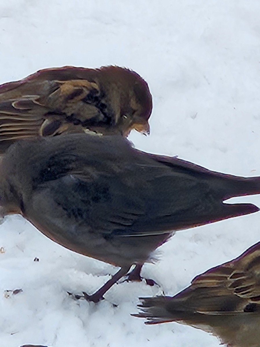 Brown-headed Cowbird - ML646302423