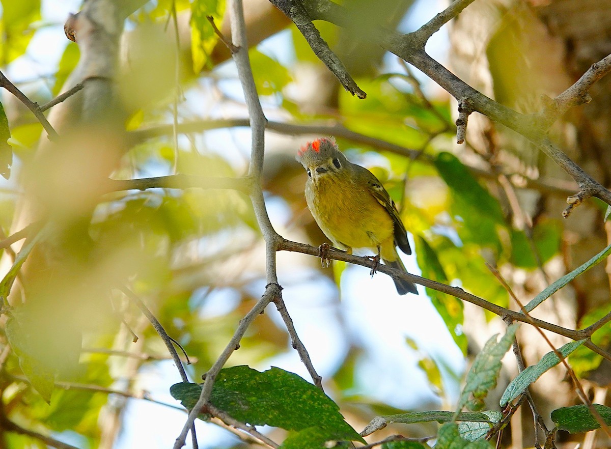 Ruby-crowned Kinglet - ML646302425