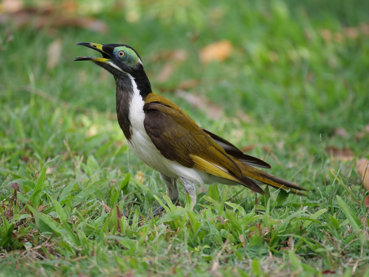 Blue-faced Honeyeater - ML646302426