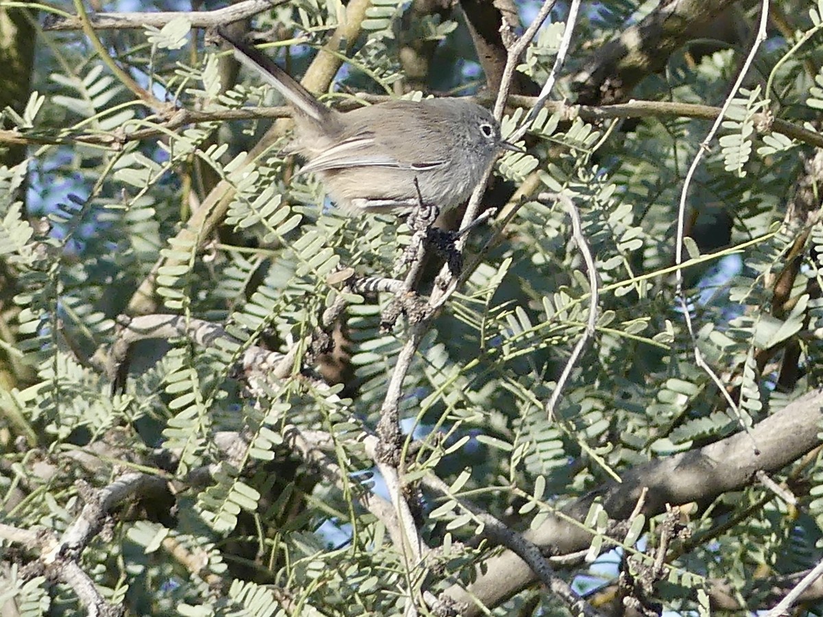 Black-tailed Gnatcatcher - ML646302428