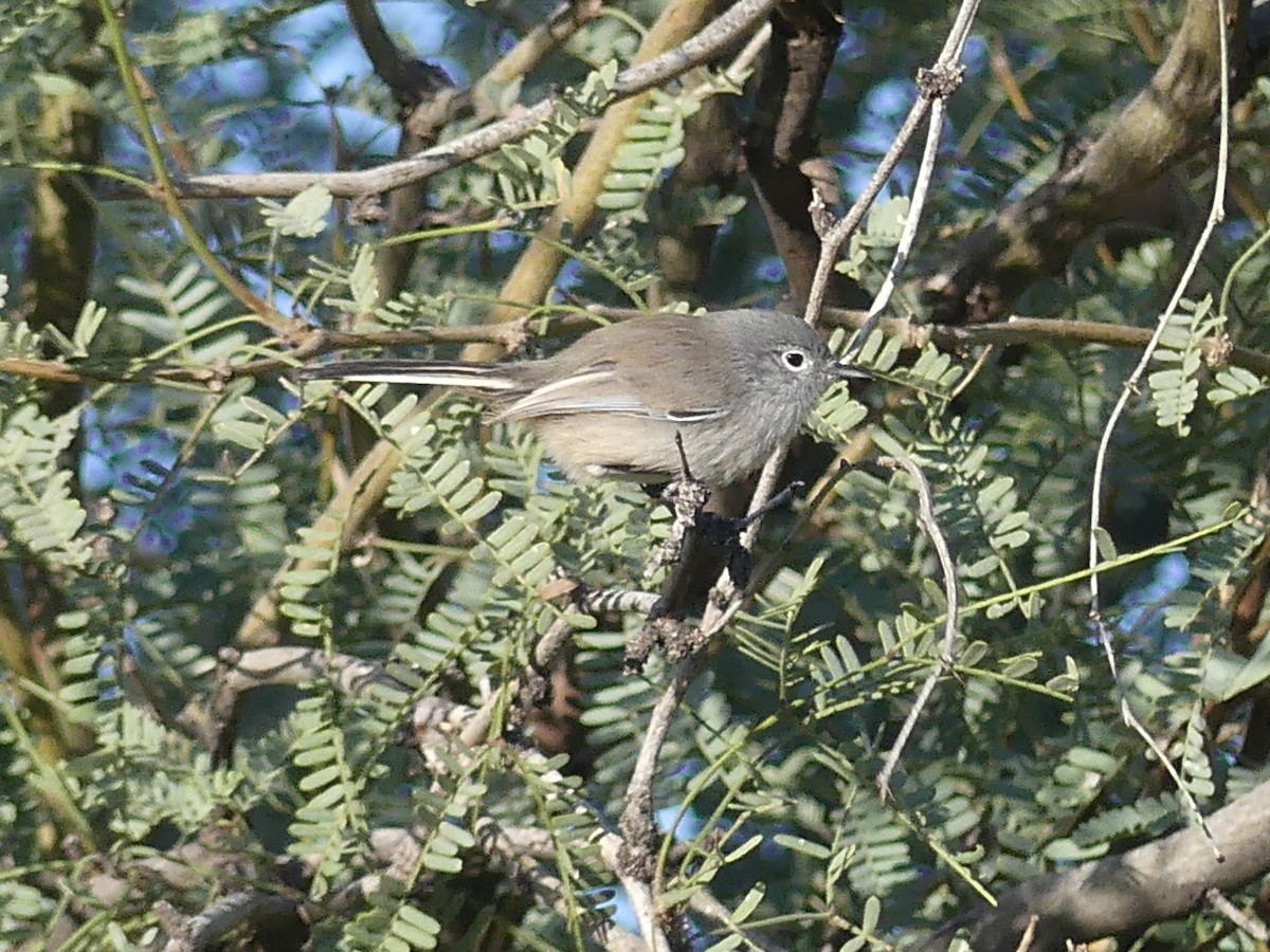 Black-tailed Gnatcatcher - ML646302429