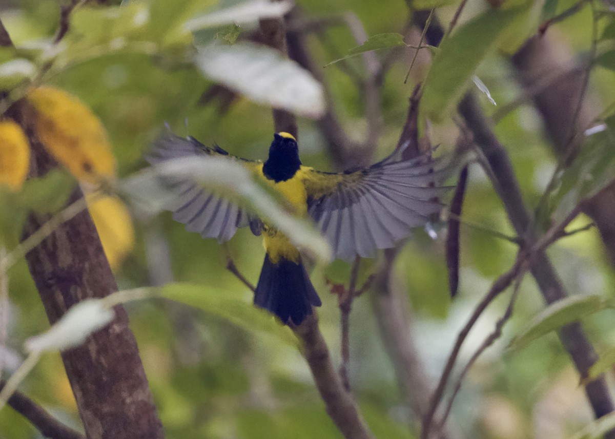 Sultan Tit - ML646302430