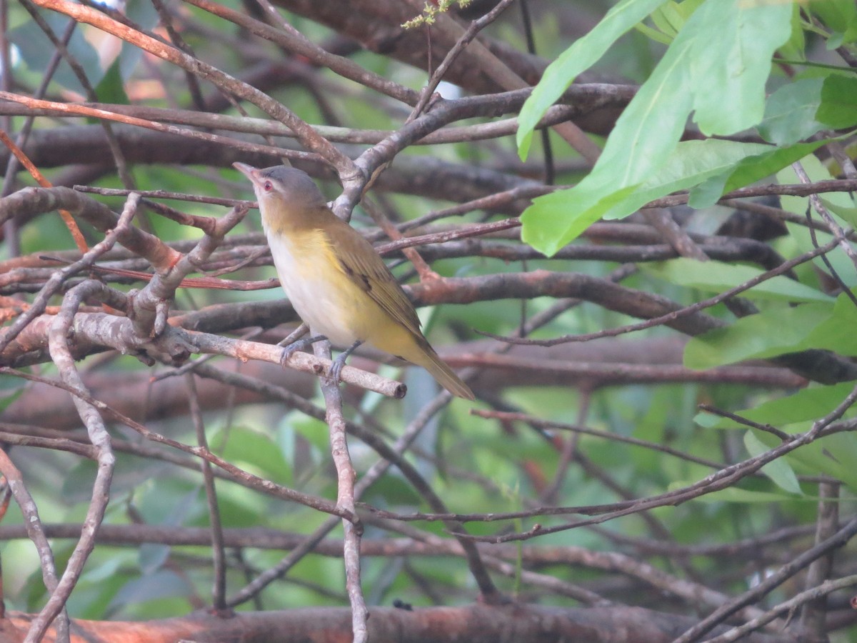 Yellow-green Vireo - ML646302435