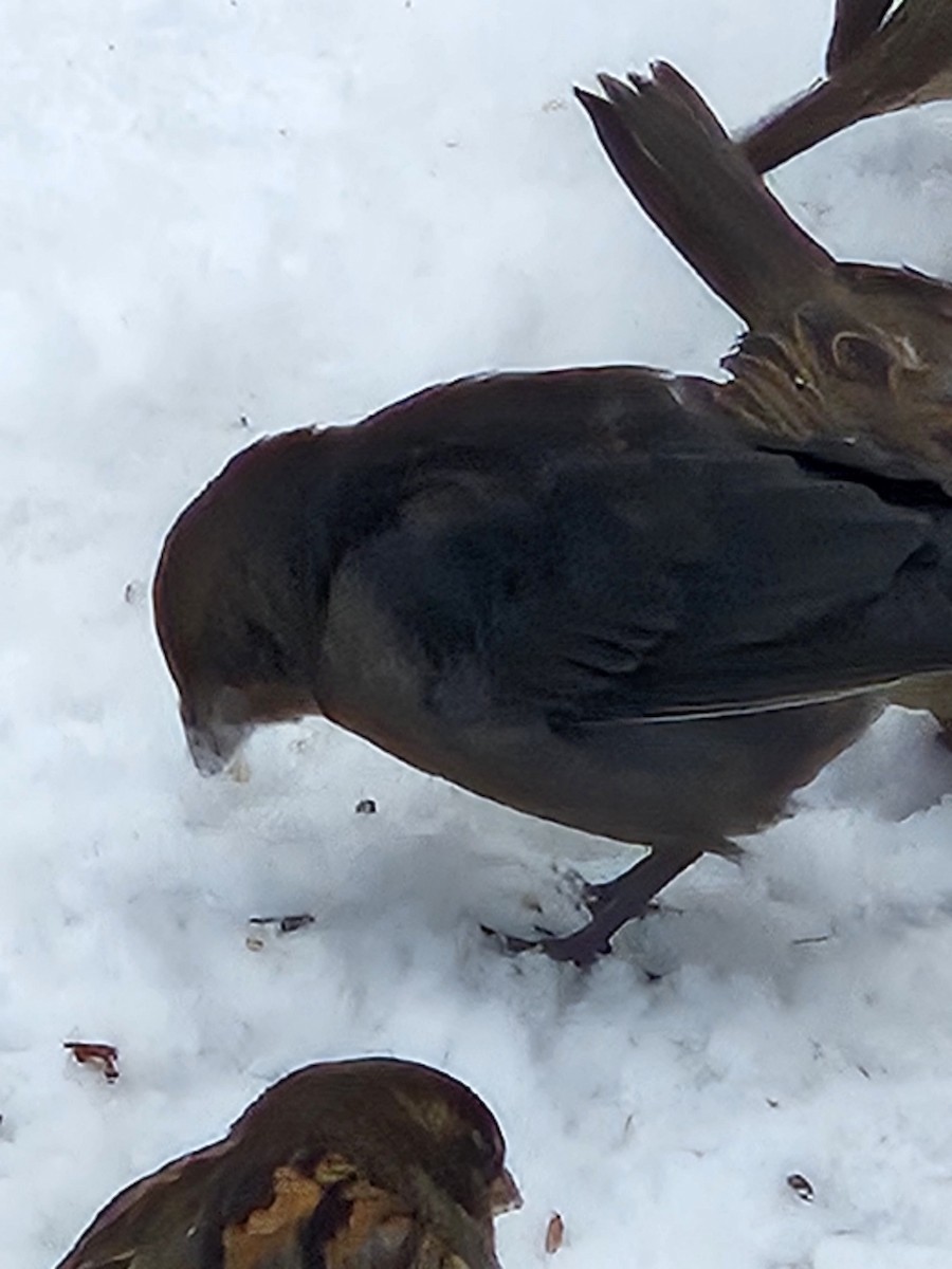 Brown-headed Cowbird - ML646302436