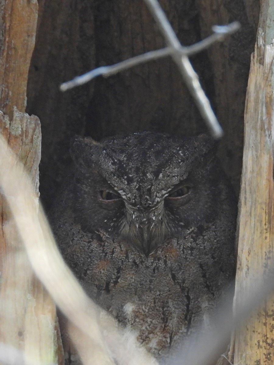 Сплюшка мадагаскарська - ML646302438