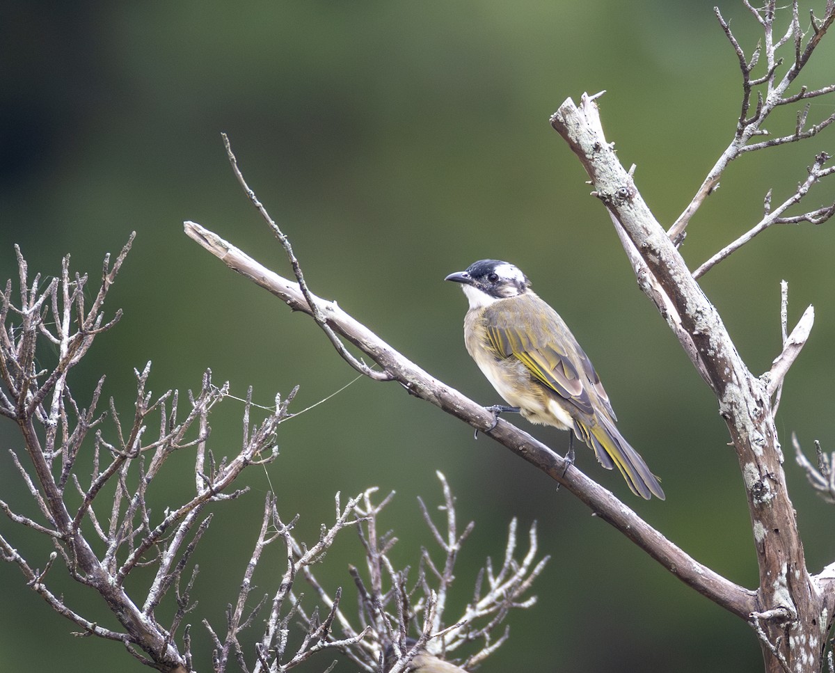 Light-vented Bulbul (sinensis) - ML646302439